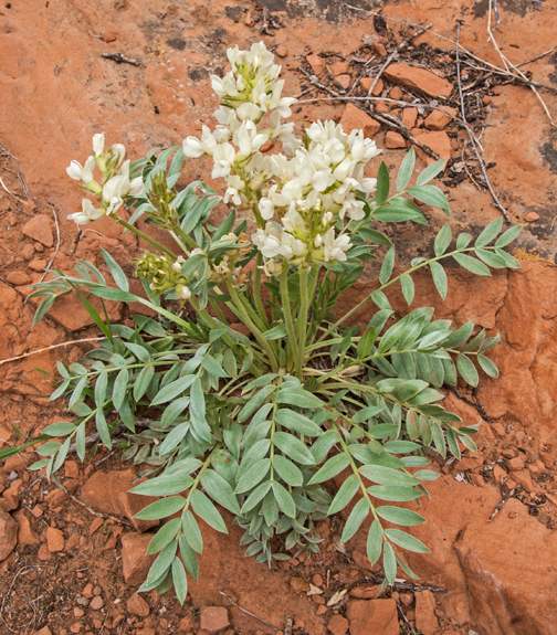 Rocky Mountain Locoweed 1.jpg